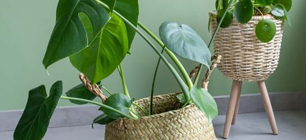 Manden voor planten