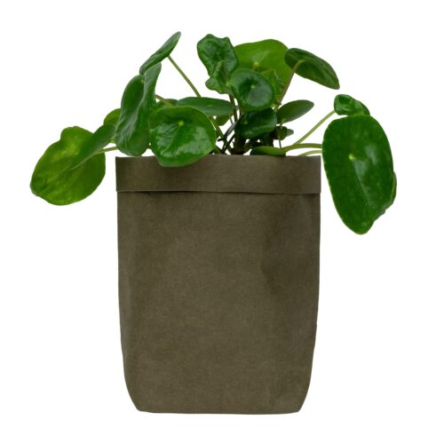 Plantenzak van kraftpapier in het donkergroen