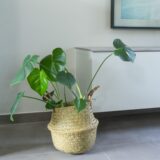 Grote plantenmand