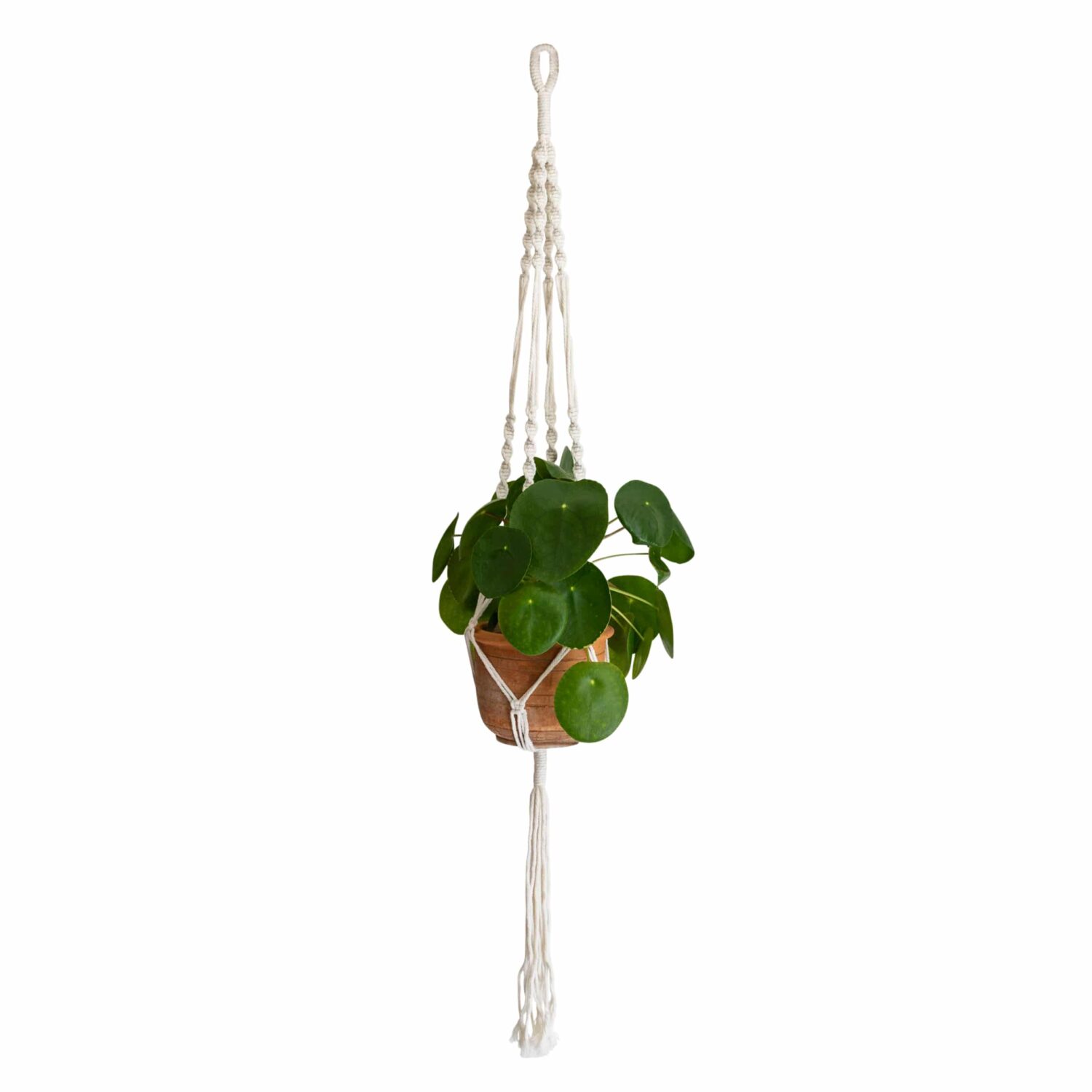 Plantenhanger