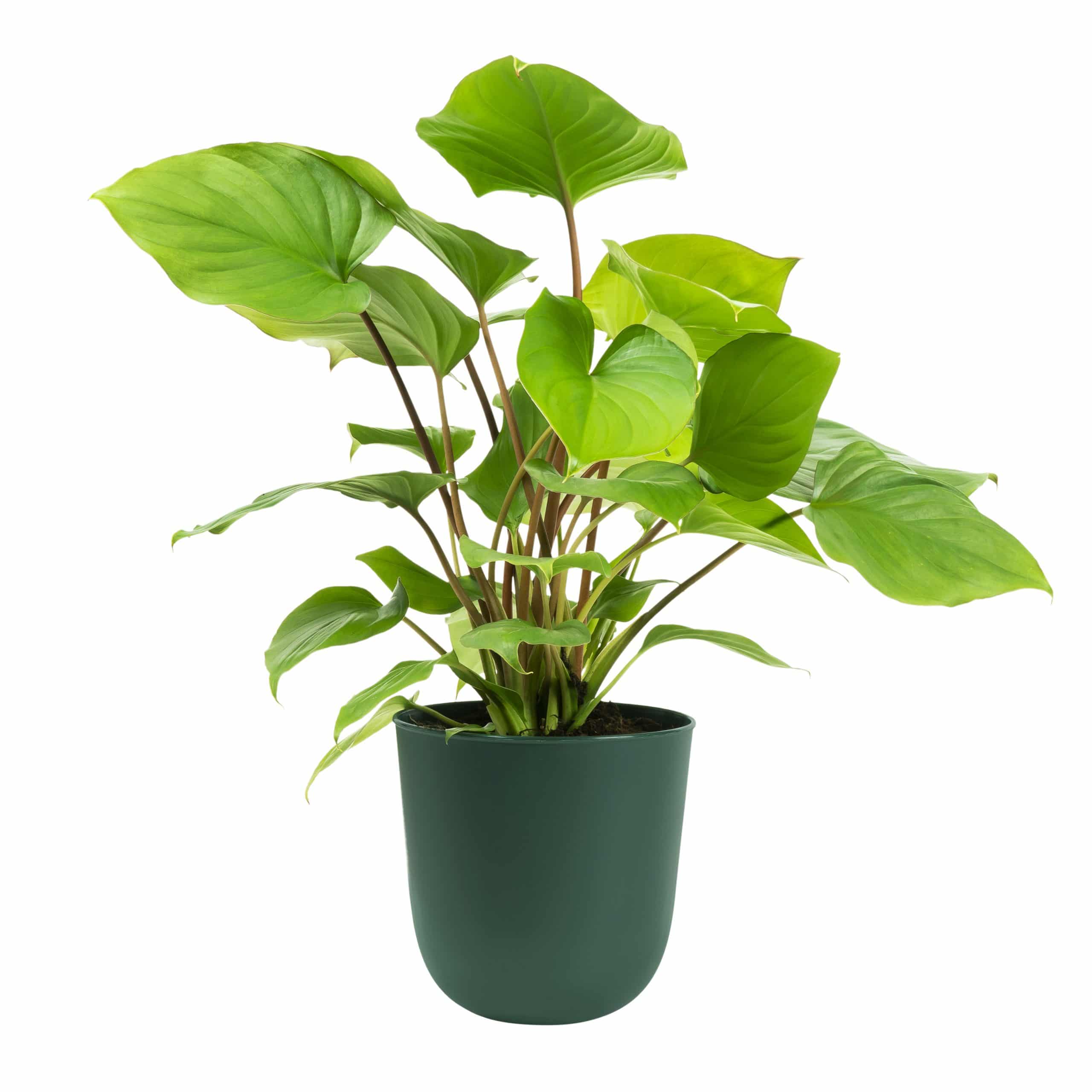 Donkergroene pot voor planten buiten aan de muur